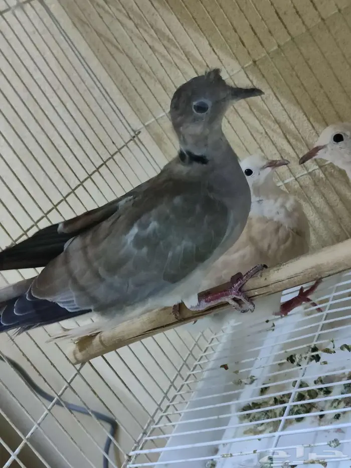 ياكريم قمري هولندي يمام قرزل كرزل 2
