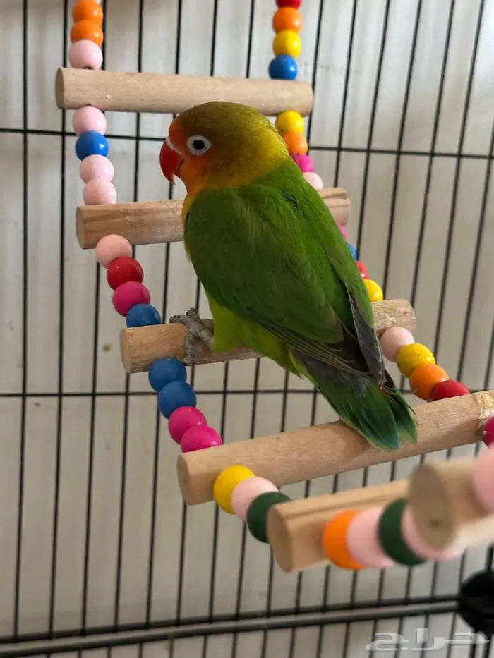 فرخ فيشر للبيع 0