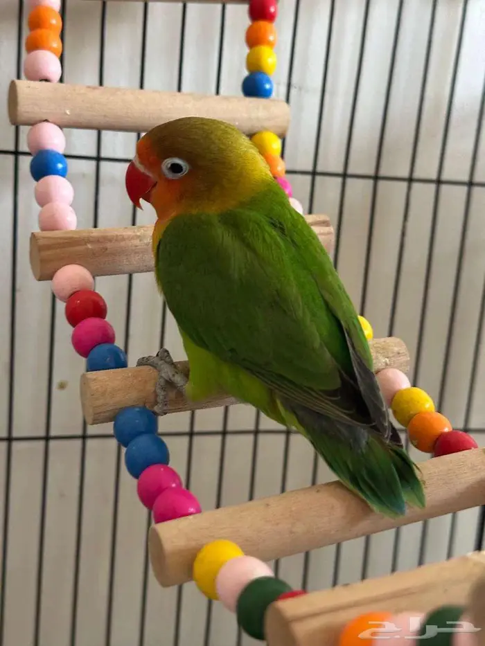 فرخ فيشر للبيع 1