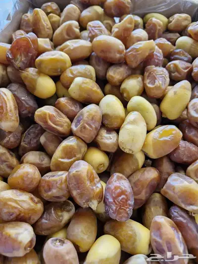 سكري وخلاص ورشودي وشقرى الجبيل index