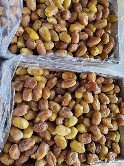 سكري وخلاص ورشودي وشقرى الجبيل index