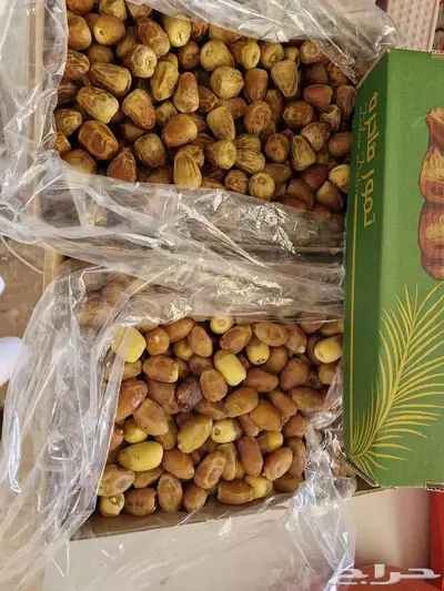 سكري وخلاص ورشودي وشقرى الجبيل index