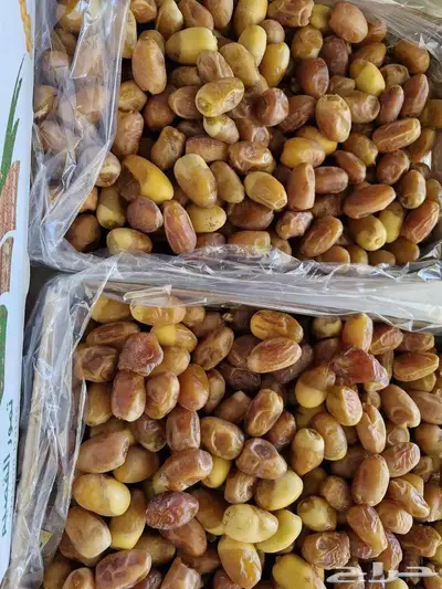 سكري وخلاص ورشودي وشقرى الجبيل index