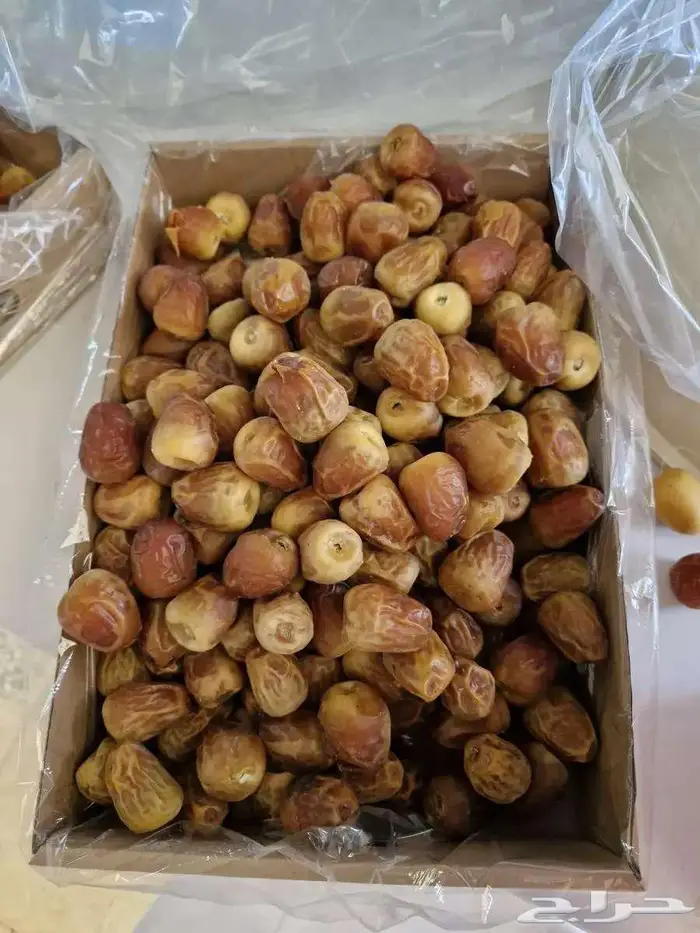 سكري وخلاص ورشودي وشقرى الجبيل 0