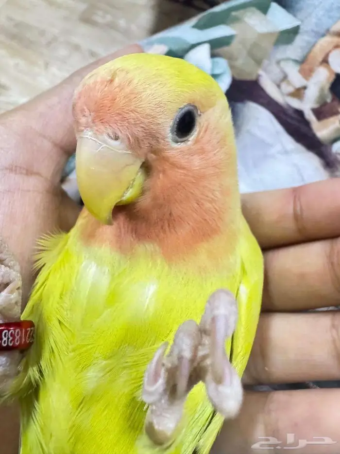 روز اليف متكلم 0