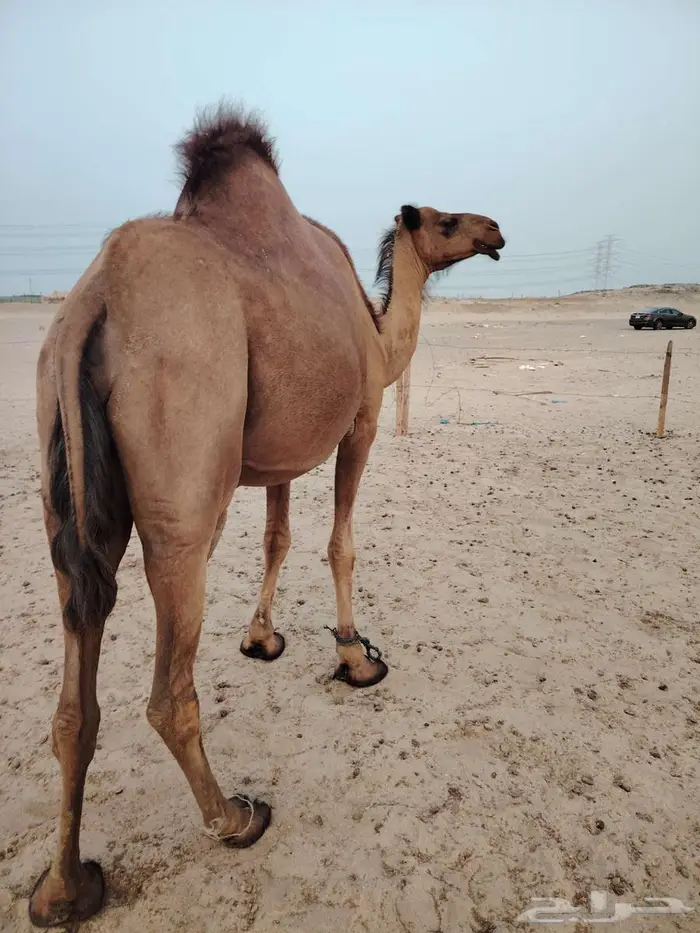 ساحليه مدني(تم البيع) 1