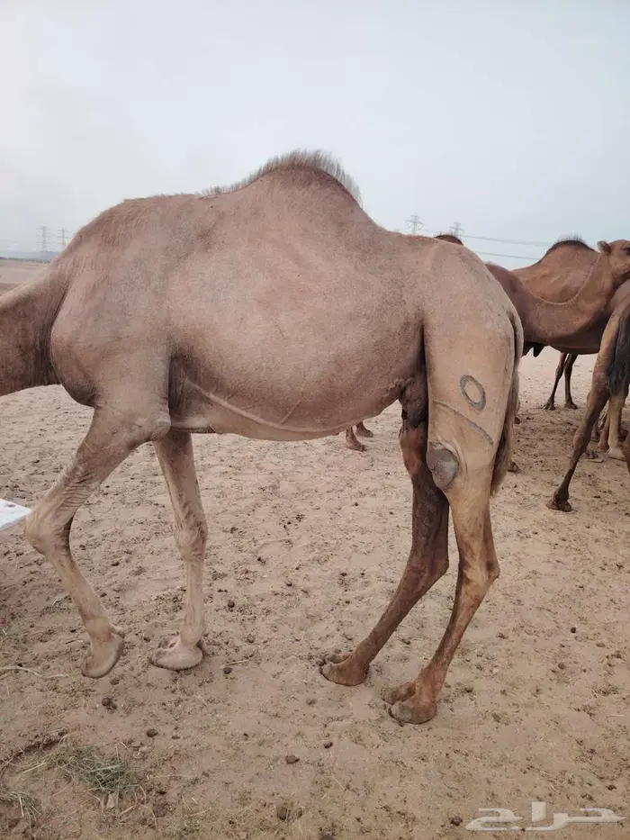 ناقة مقربة 1