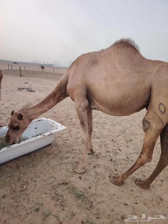 ناقة مقربة 0