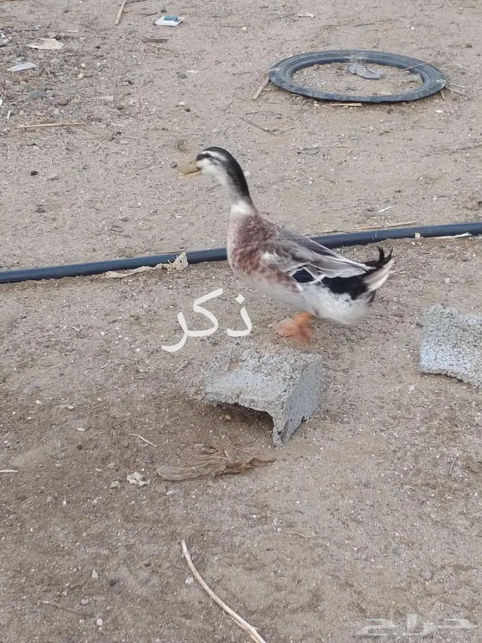 ذكرين بط بكيني وانثى 4