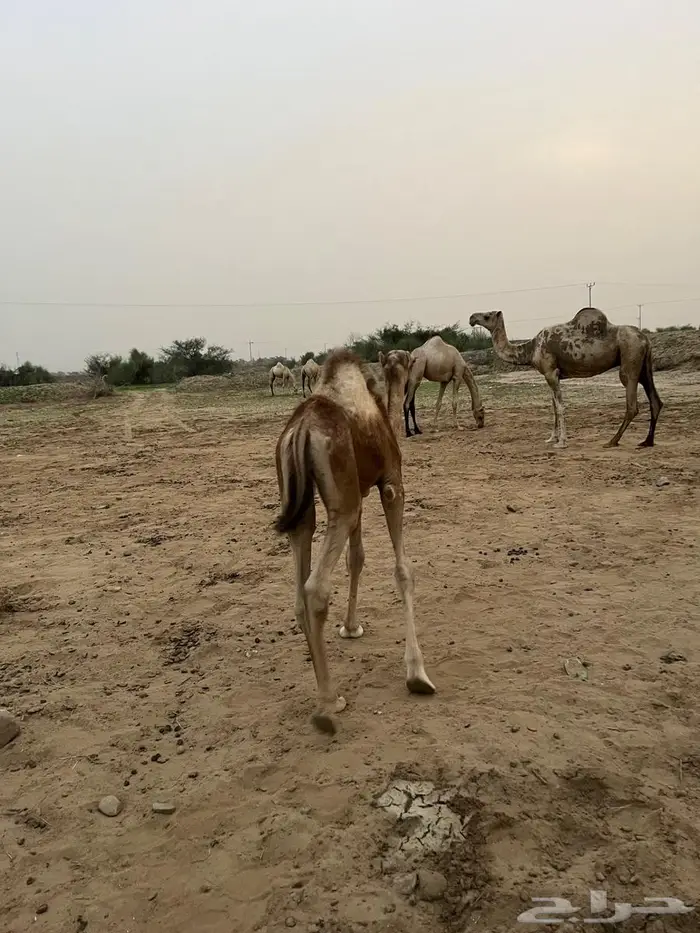 قعود لبني العمر 4 شهور 0