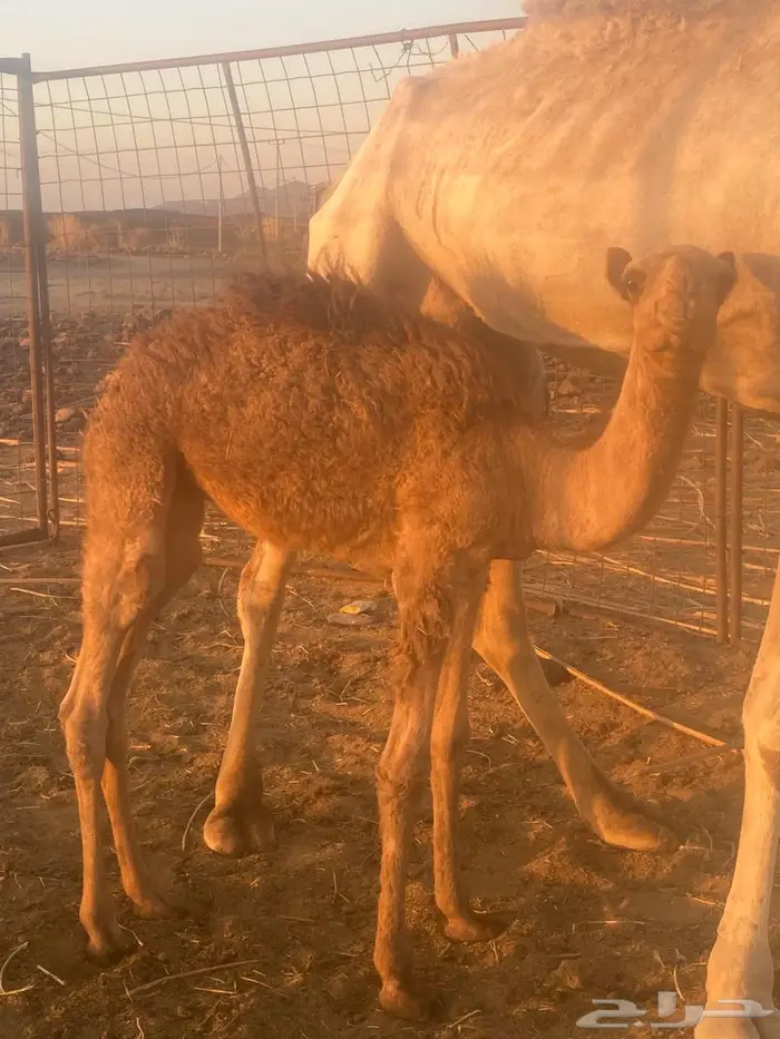 قعود للبيع 0