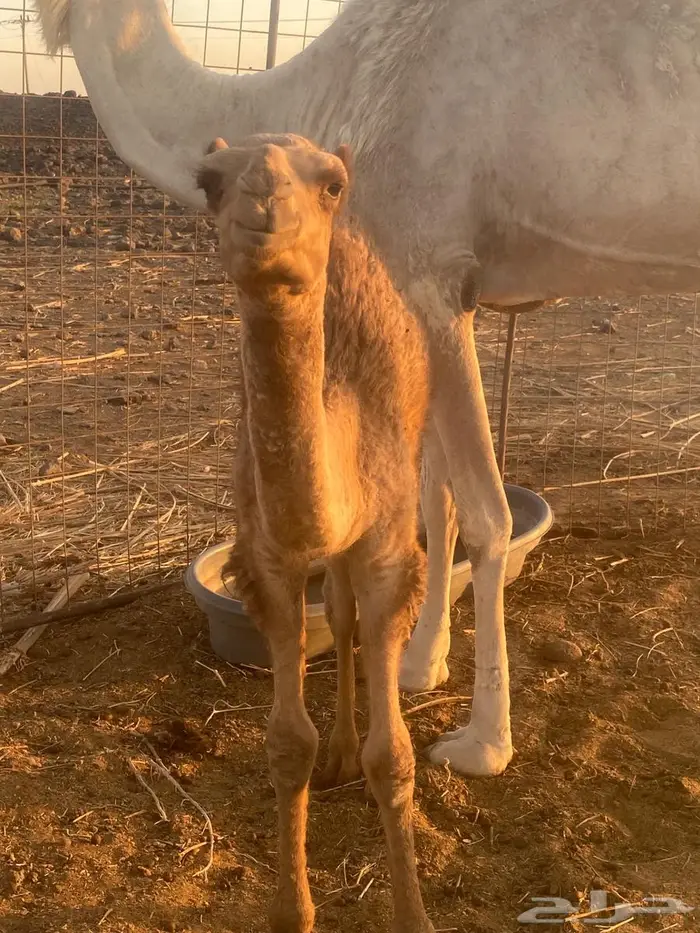 قعود للبيع 1