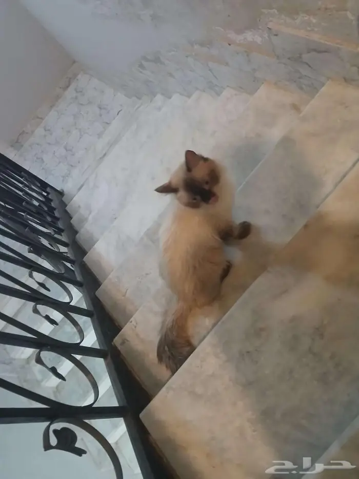 قط للبيع 1