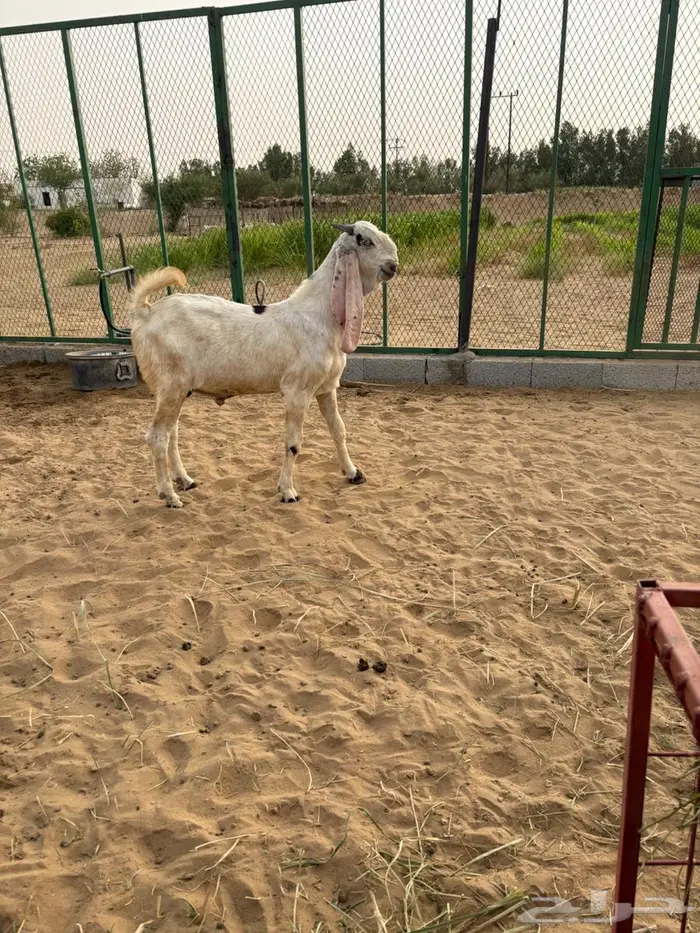 مشروع فحل هولندي صنف الصنف 1