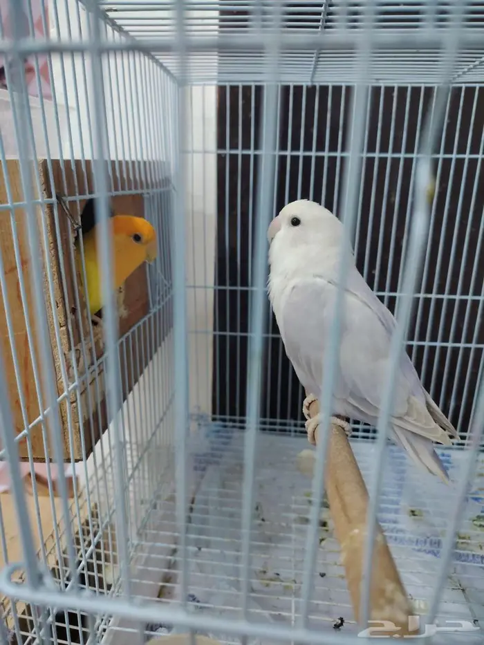 جوز روز جاهز للانتاج 1