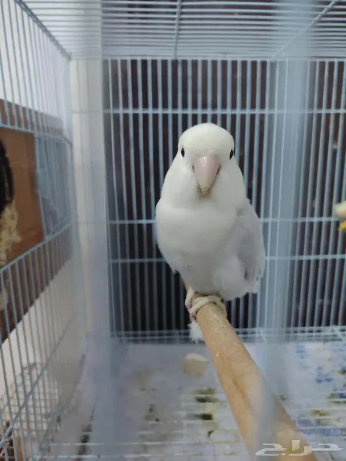 جوز روز جاهز للانتاج 2