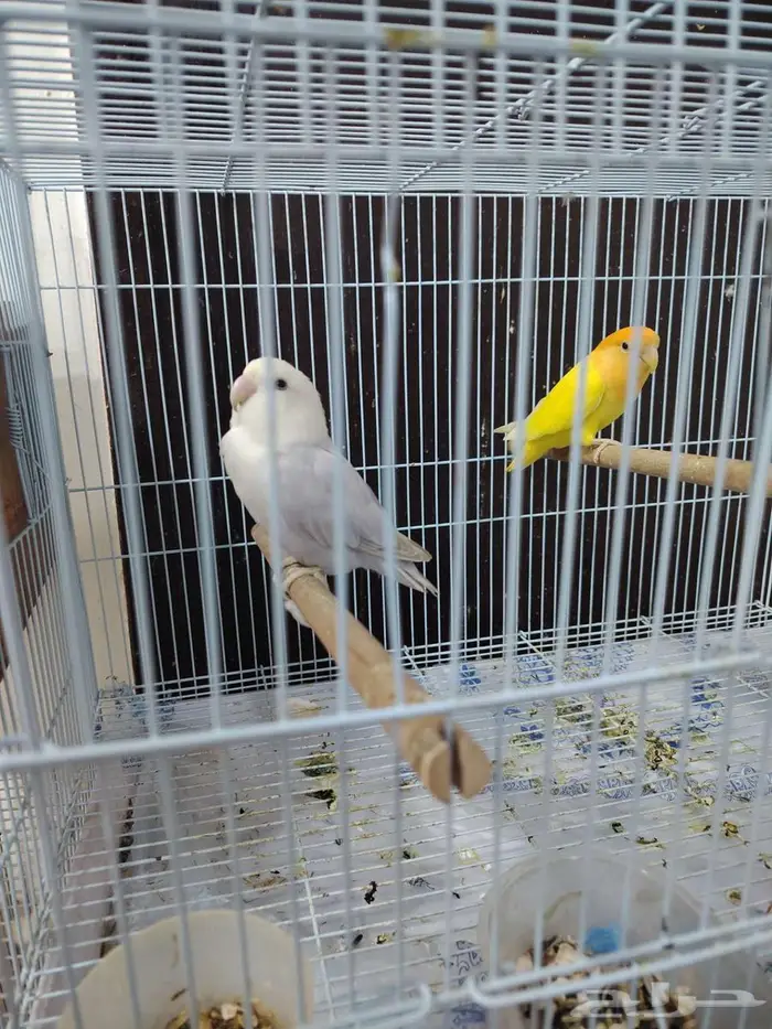 جوز روز جاهز للانتاج 0