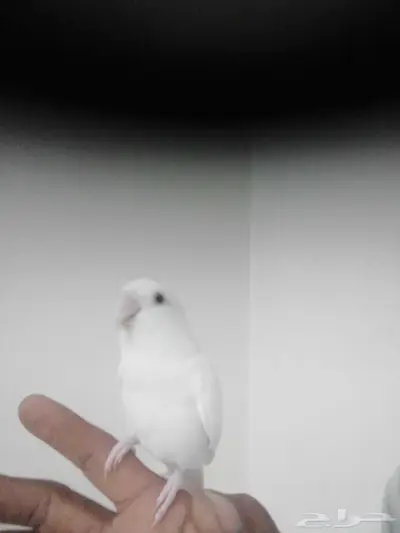 غسانيه 0