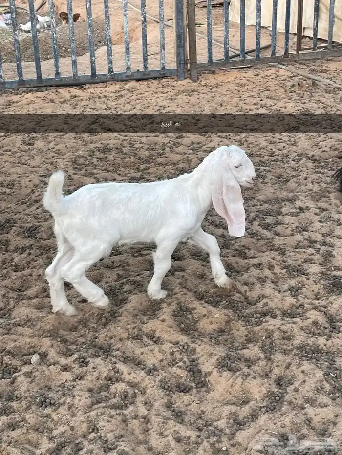 عنز مشروحه متبع تيس تم البيع 0