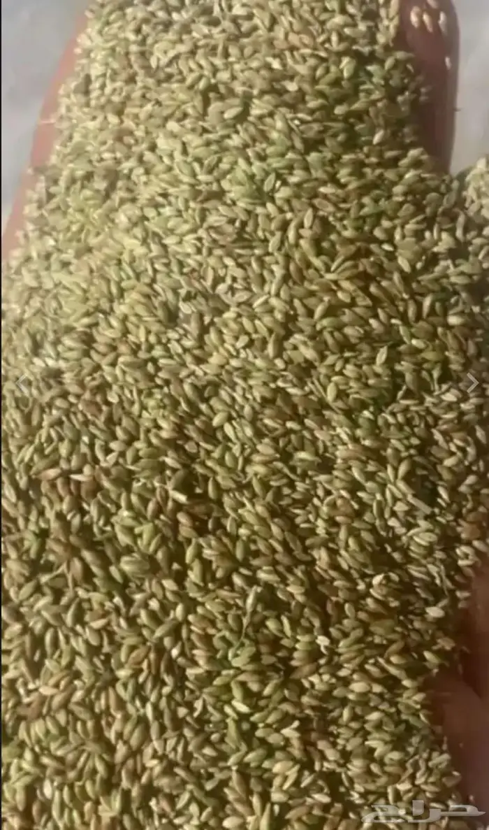 بذور بلوبنك 1