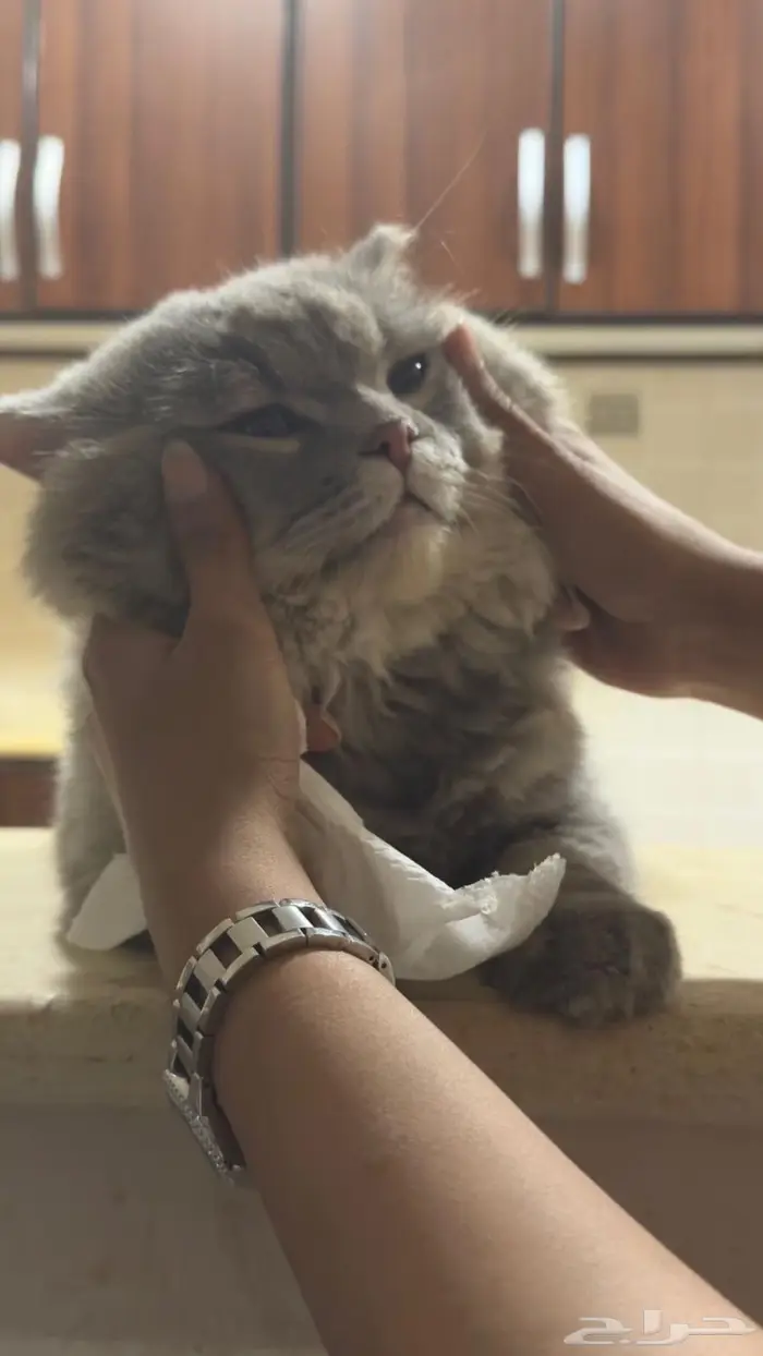 قط شيرازي 2