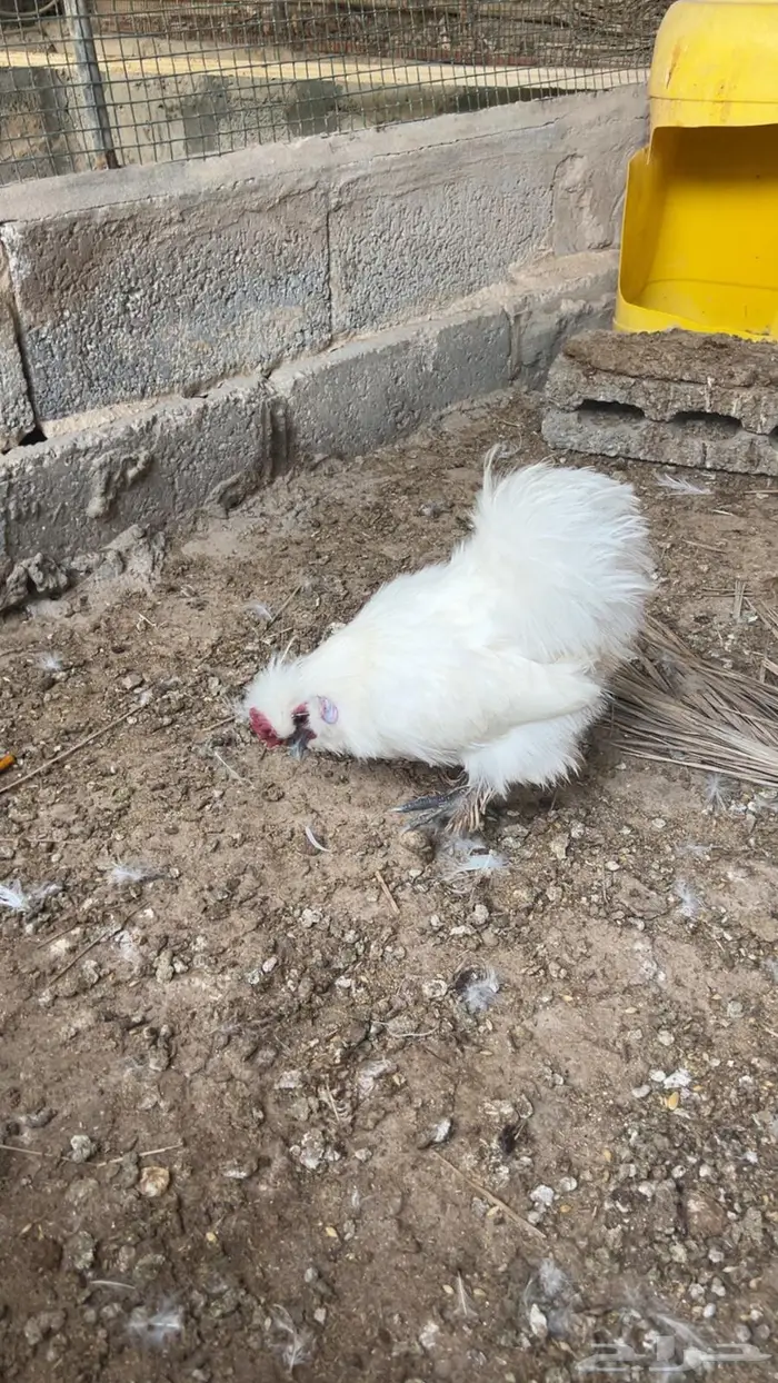 ديك قطني 0
