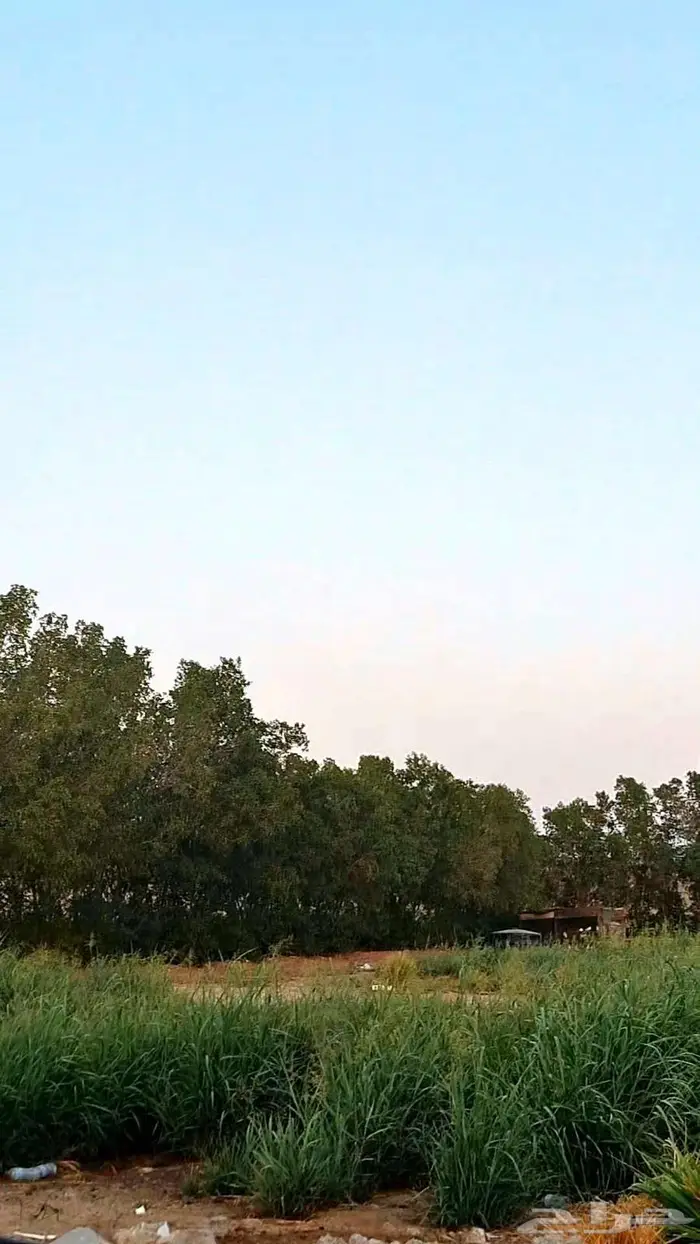 بذور بلوبنك 3
