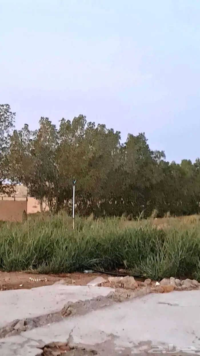 بذور بلوبنك 2