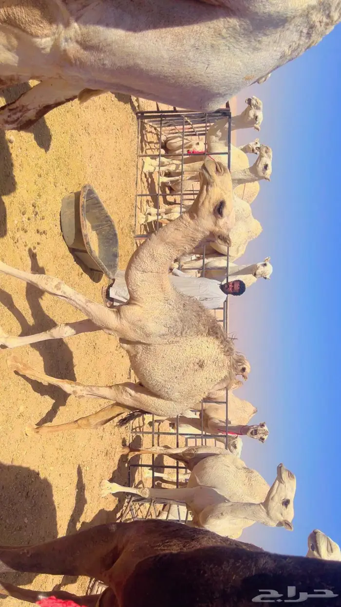 قعدان بريه لبانيه فل شحم 0