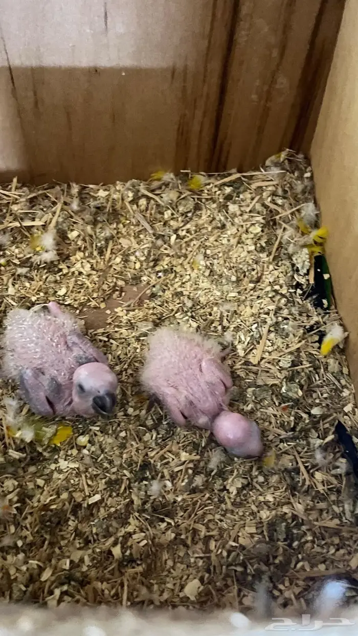 فروخ صن كنيور 0