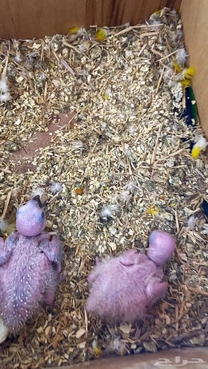 فروخ صن كنيور 2