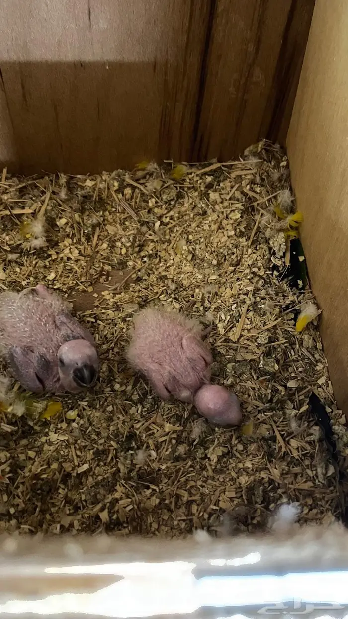 فروخ صن كنيور 1