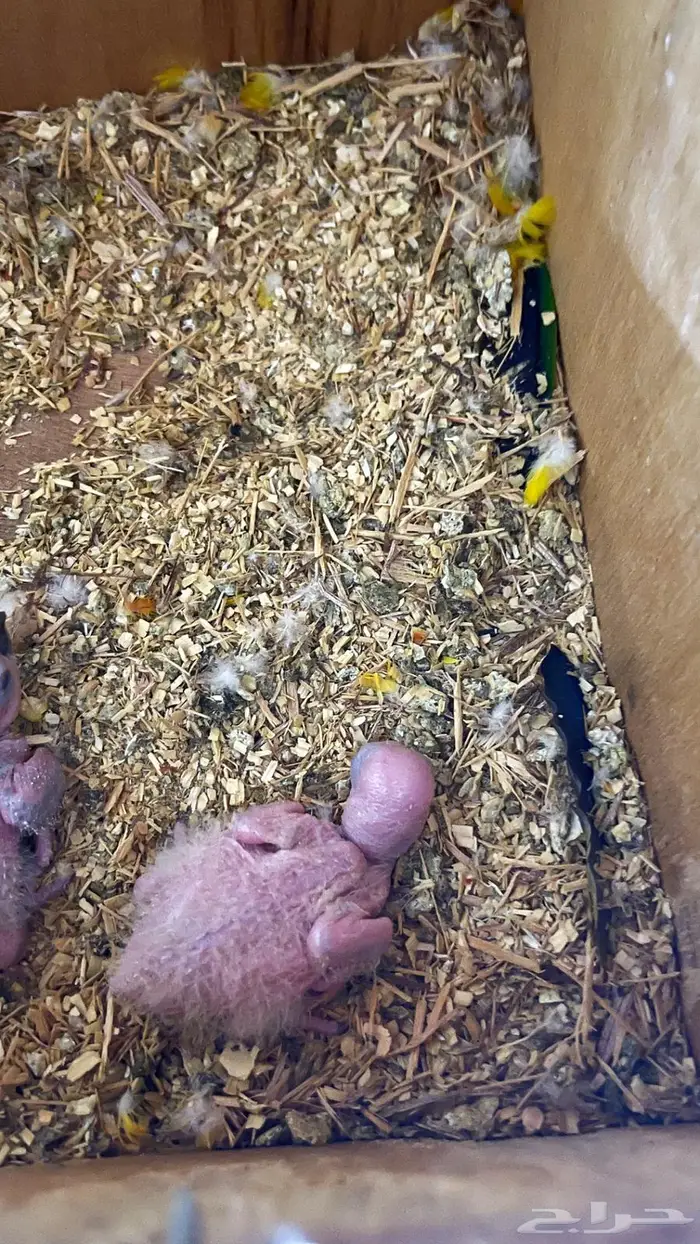 فروخ صن كنيور 3