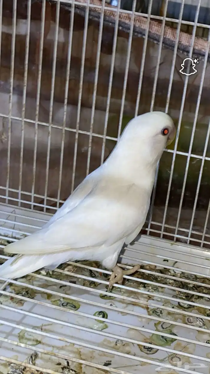 روز للبيع 3