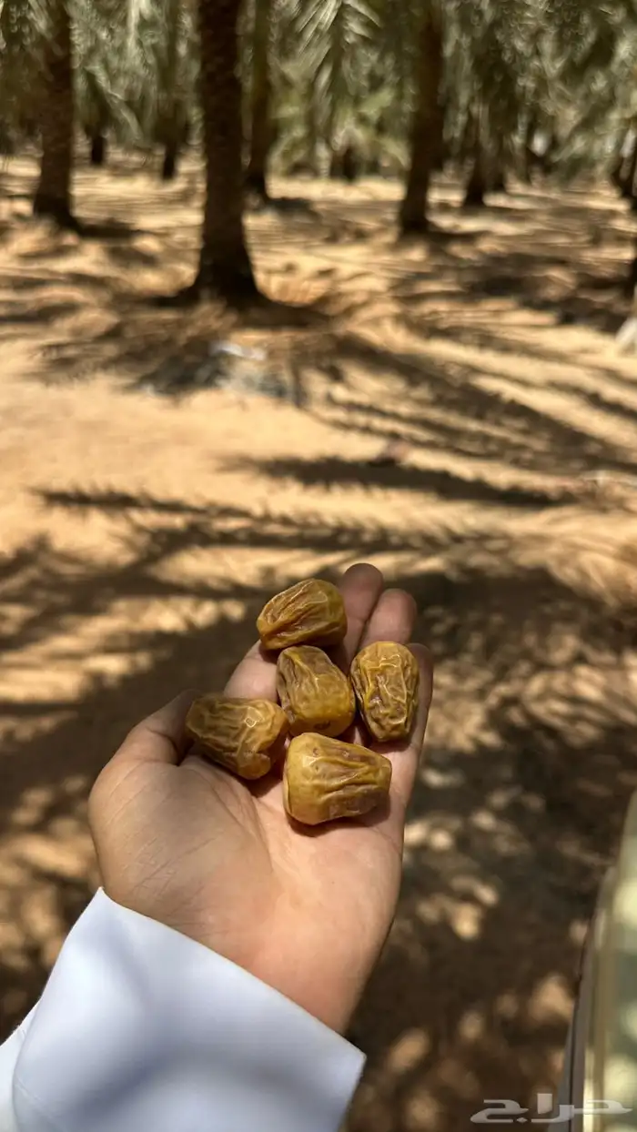 تمر سكري مفتل 0