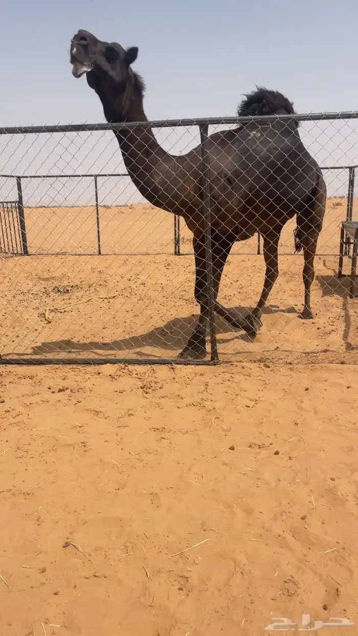 للبيع فحل كفو 1