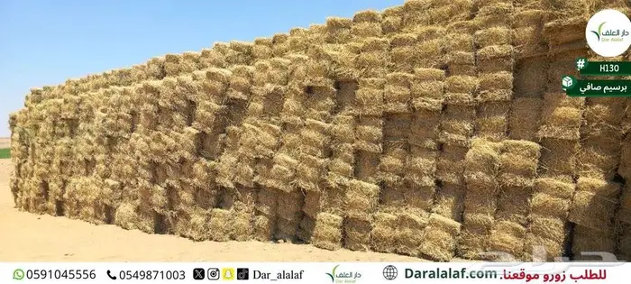 برسيم صافي تبوك 1