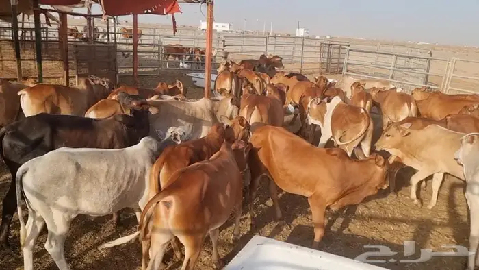 عجول لبانيه فوق الممتازة 0