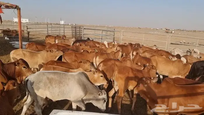 عجول لبانيه فوق الممتازة 1