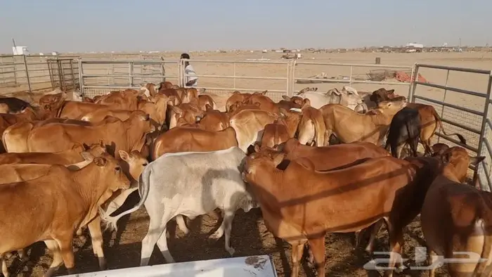 عجول لبانيه فوق الممتازة 3