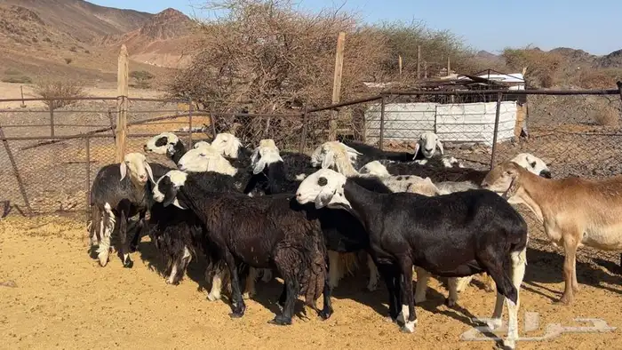 ظان نجاده مضريع ودفيع طيبه 2