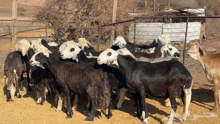 ظان نجاده مضريع ودفيع طيبه 1