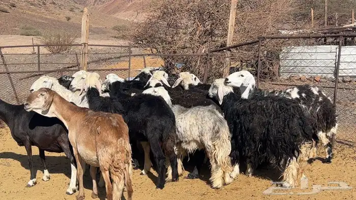 ظان نجاده مضريع ودفيع طيبه 4