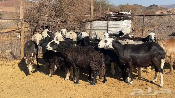 ظان نجاده مضريع ودفيع طيبه 3