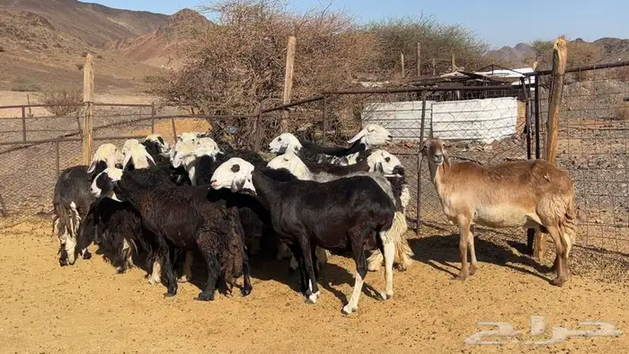 ظان نجاده مضريع ودفيع طيبه 5