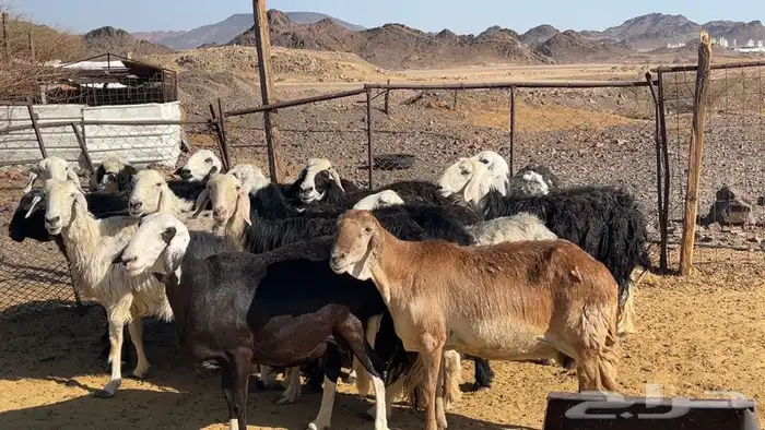 ظان نجاده مضريع ودفيع طيبه 6