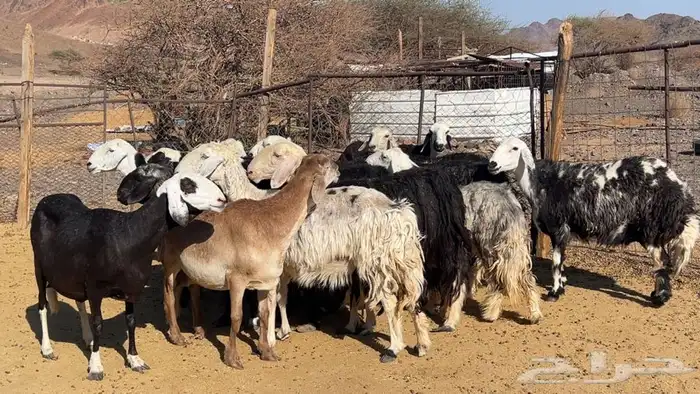 ظان نجاده مضريع ودفيع طيبه 0