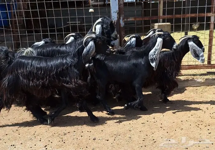 جفرات عوارض درجه اولي مقاني العدد 10 با الفحل دفيع للقناي 16
