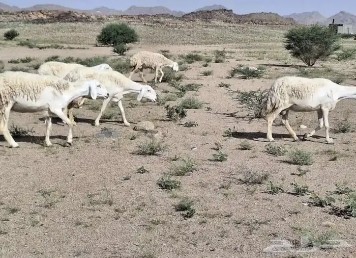 للبيع غنم حريات صنف الصنف 5