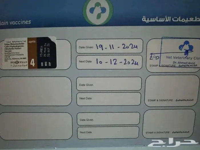 5 قطط للتبني 9